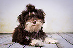 lying Havanese