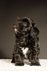 standing Havanese Puppy
