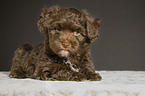 lying Havanese Puppy