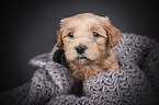 Havanese Puppy