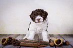standing Havanese Puppy