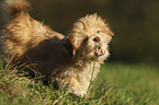 Havanese Puppy on a meadow