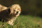 Havanese Puppy on a meadow