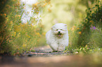 running Havanese