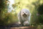 running Havanese