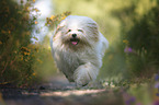 running Havanese