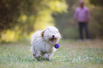 running Havanese