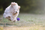 running Havanese