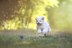 running Havanese