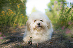 lying Havanese