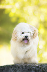 standing Havanese