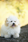 standing Havanese