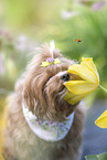 Havanese