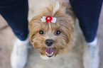 Havanese