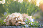 lying Havanese