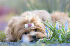 lying Havanese