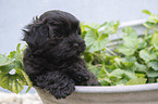 Havanese Puppy