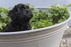 Havanese Puppy portrait
