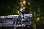 Havanese on a wooden bench