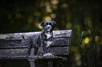 Havanese on a wooden bench