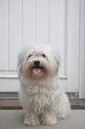sitting Havanese