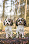 2 Havanese