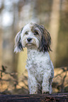 standing Havanese