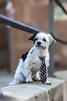 shorn Havanese