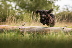 Havanese in summer