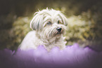 male Havanese