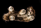female Havanese