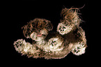 female Havanese