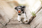 female Havanese