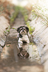 female Havanese