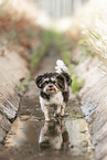 female Havanese