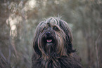 male Havanese
