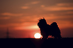 male Havanese
