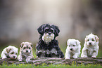 Havanese