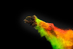 holi shooting with Havanese