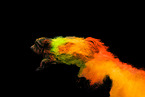holi shooting with Havanese