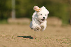 Havanese Puppy