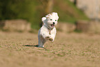 Havanese Puppy