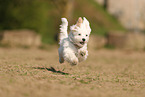 Havanese Puppy