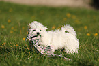 Havanese Puppy