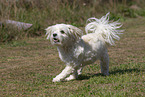 adult Havanese