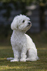 adult Havanese