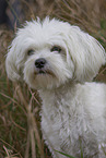 adult Havanese
