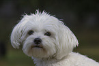 adult Havanese
