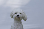 adult Havanese