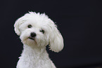adult Havanese